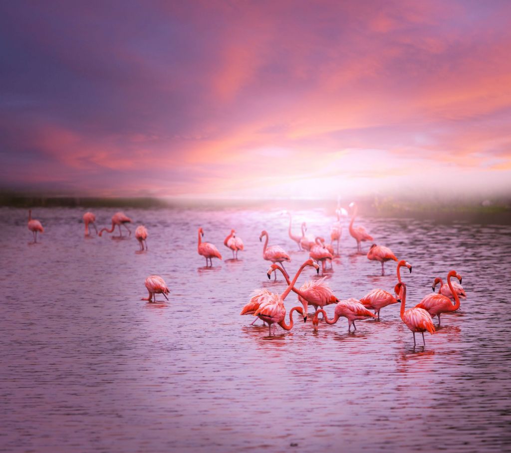 Flamencos con la puesta de sol