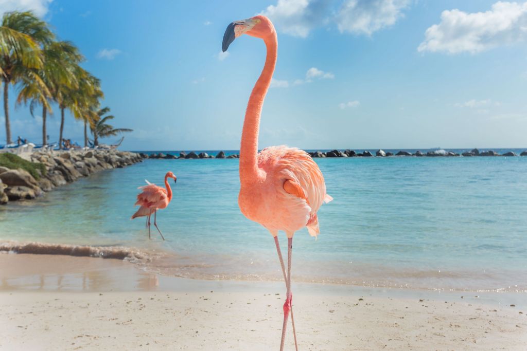 Flamingo en la playa