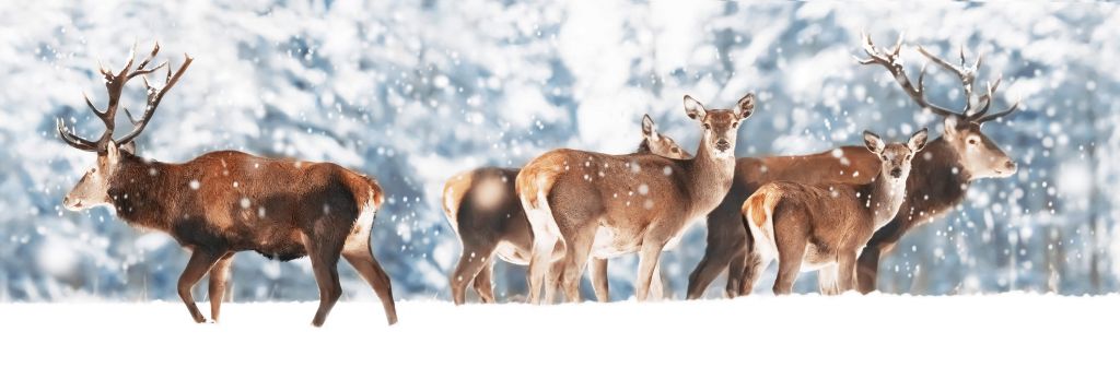 Ciervos en la nieve