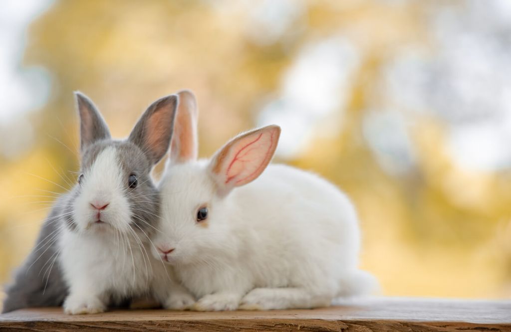 Primer plano de conejos