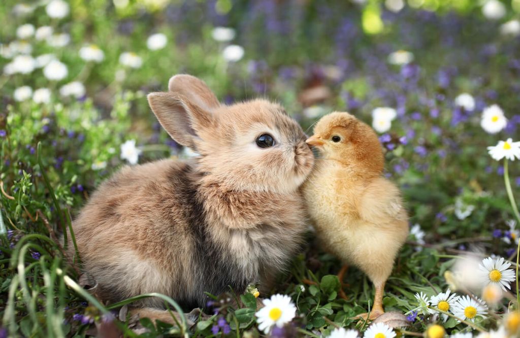 Conejo y pollito