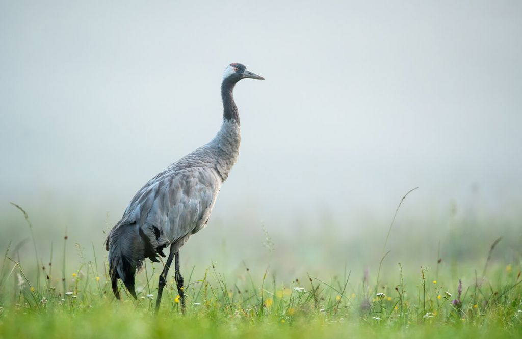 Grulla en la niebla matinal