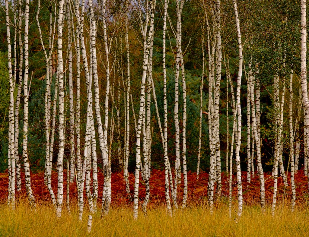 Abedules en la linde del bosque