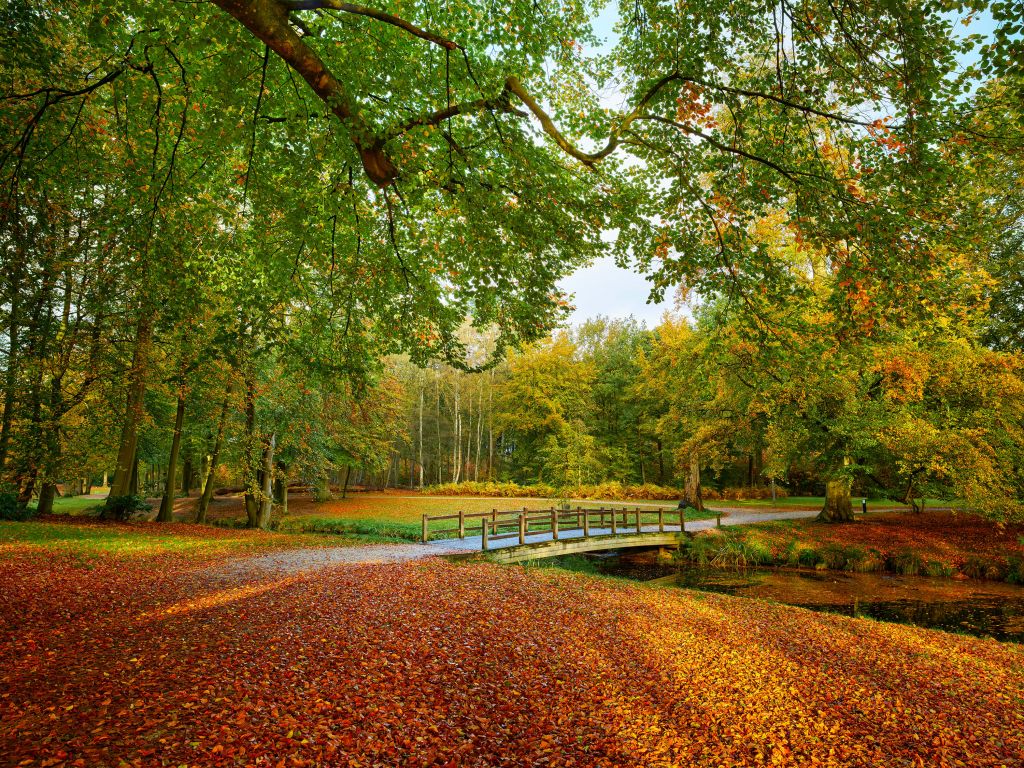 Puente en el bosque