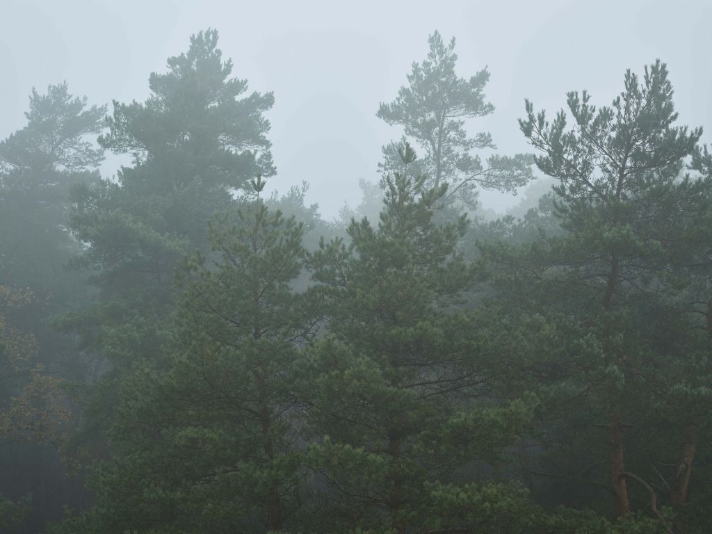 Coníferas en la niebla
