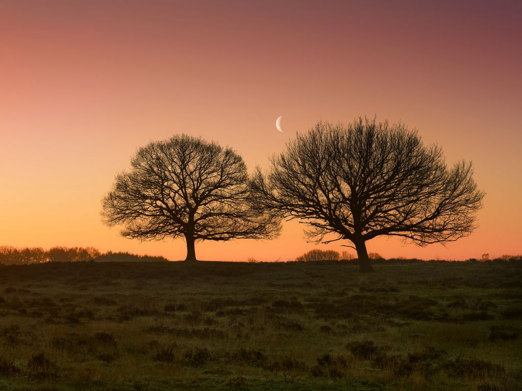 Luna entre los árboles