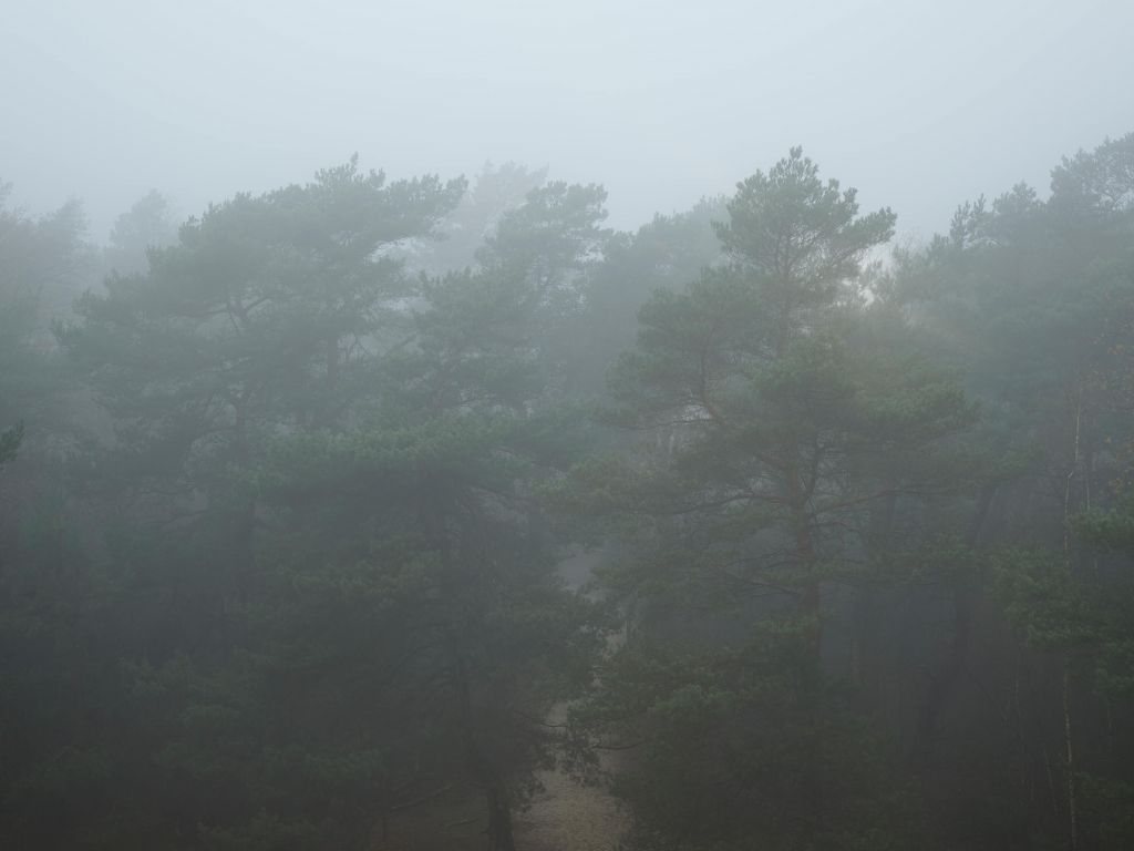 Camino a través del bosque de niebla
