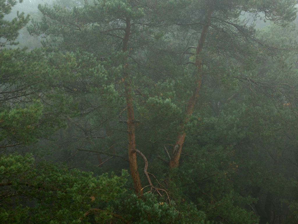 Niebla entre los árboles