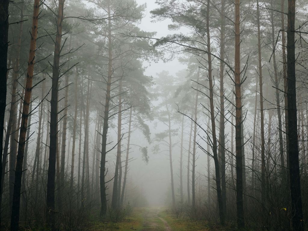 Sendero en un bosque con niebla