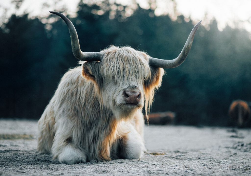 Vaca escocesa blanca tumbada