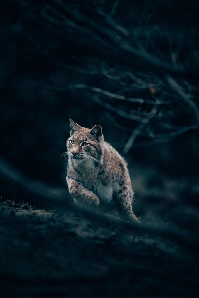 Lince en el bosque