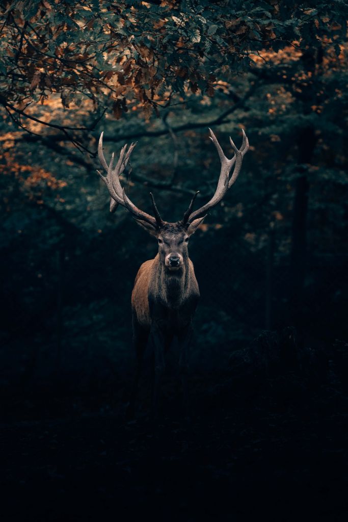 Gamos en el bosque