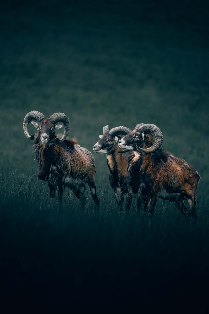Rams