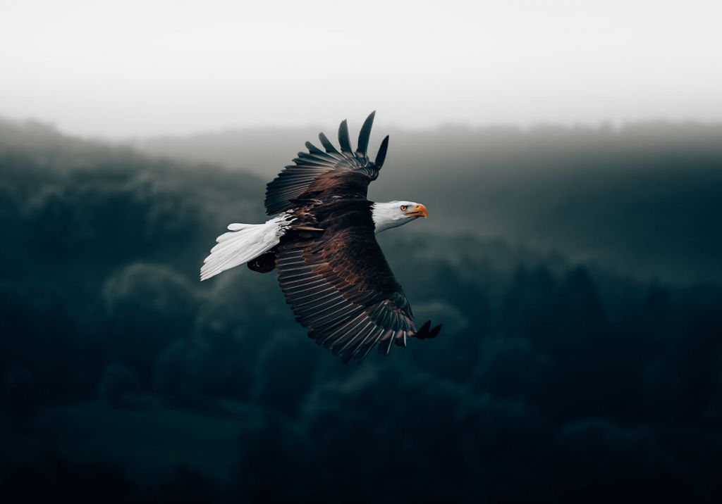 Águila voladora