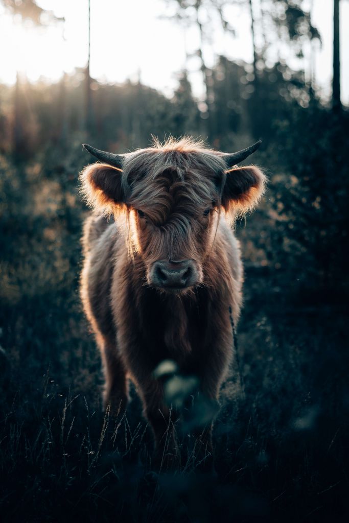 Joven vaca escocesa