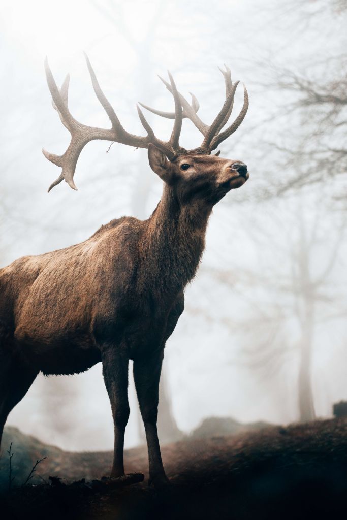 Reno en la niebla