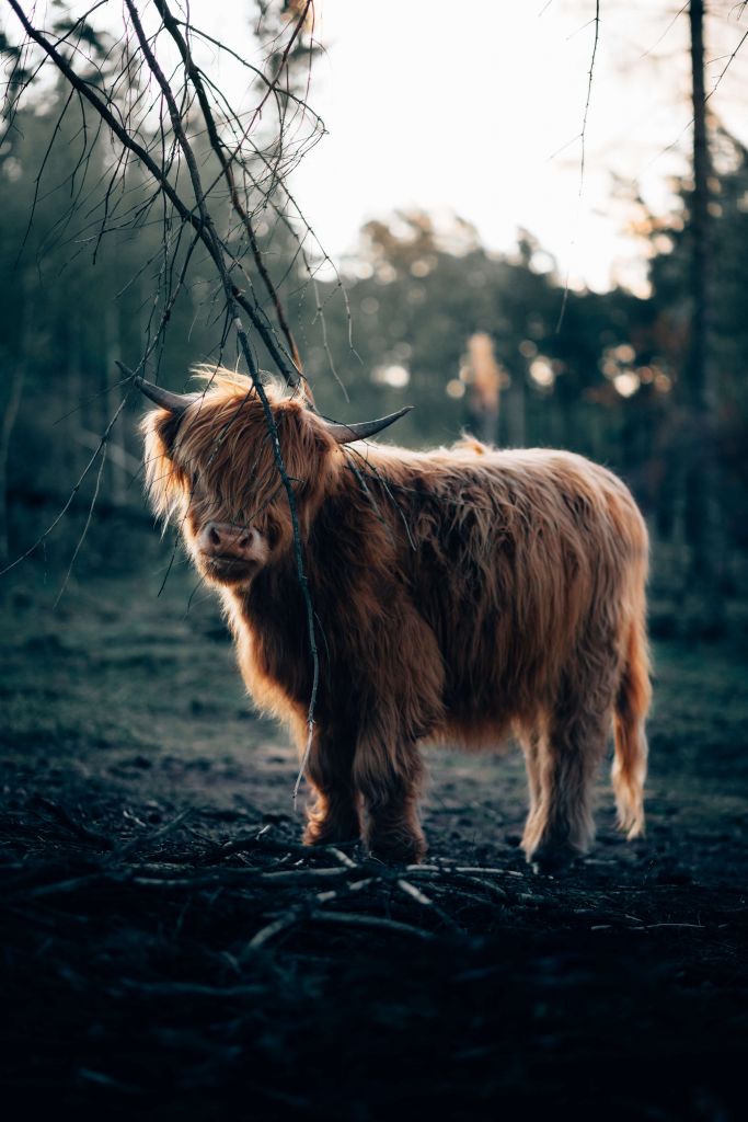 Vaca escocesa al borde del bosque