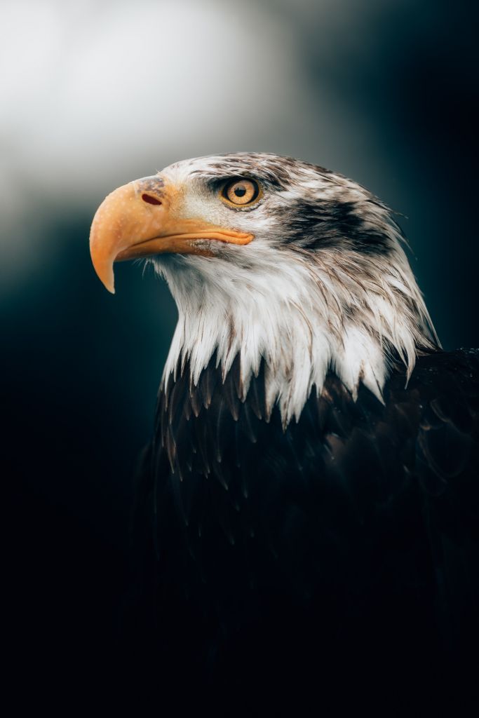 Primer plano de águila marina