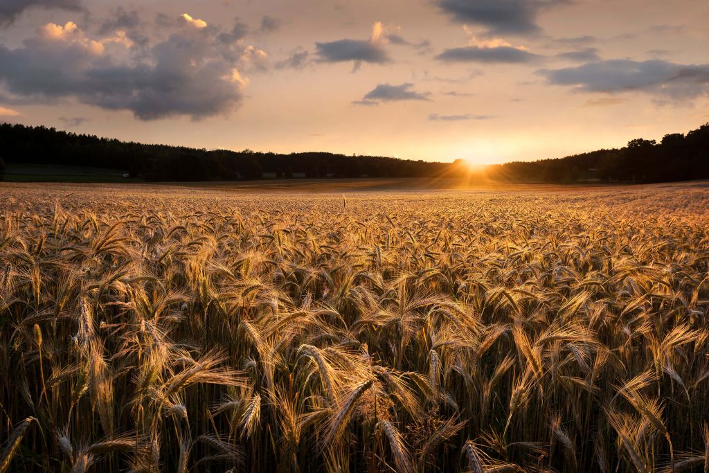 Campos de oro