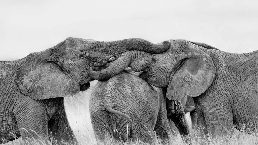 Juego de elefantes
