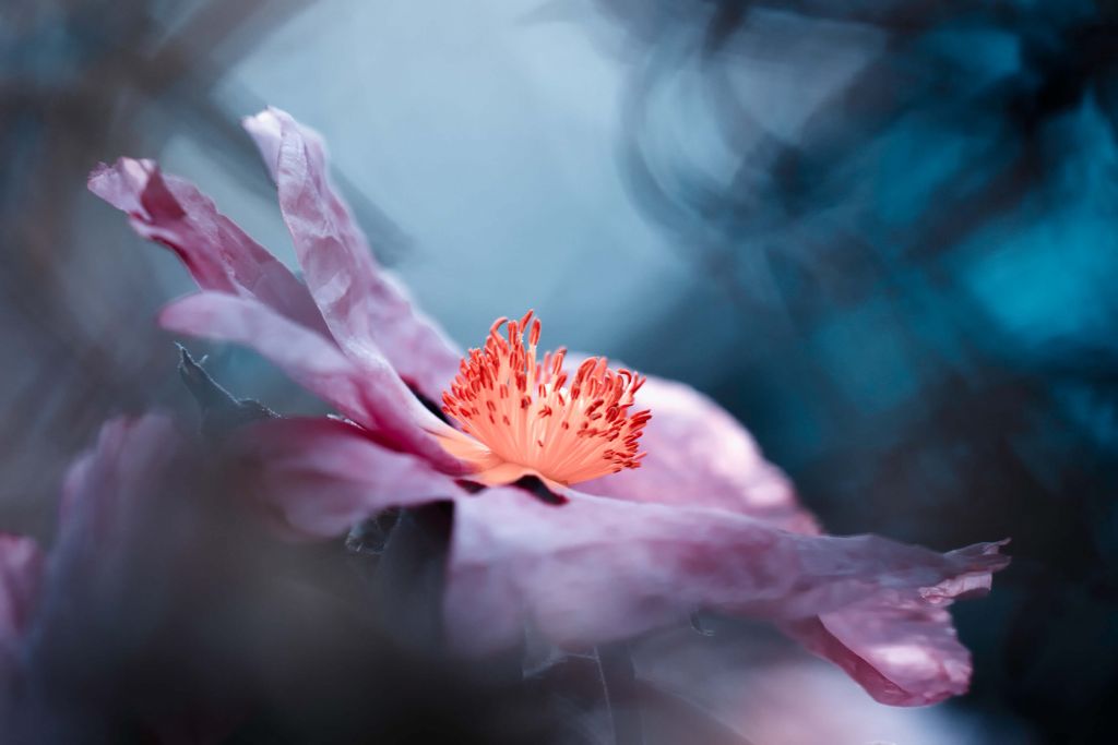 Incluso las flores tienen historias que contar