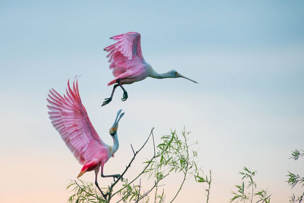 Pareja de rosas