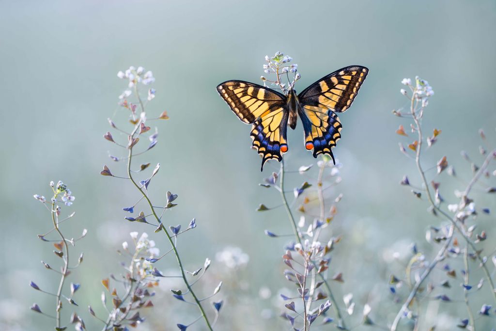 La belleza de la cola de golondrina