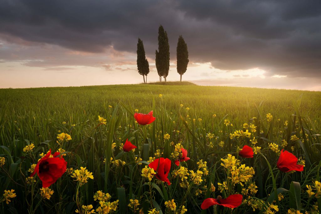 La Toscana en flor