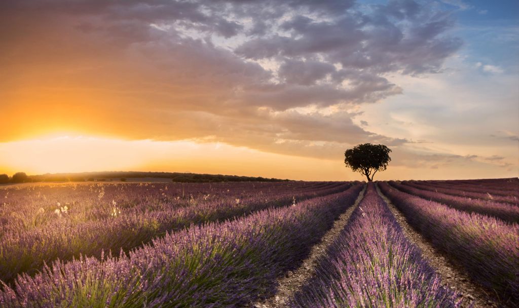 Destino lavanda