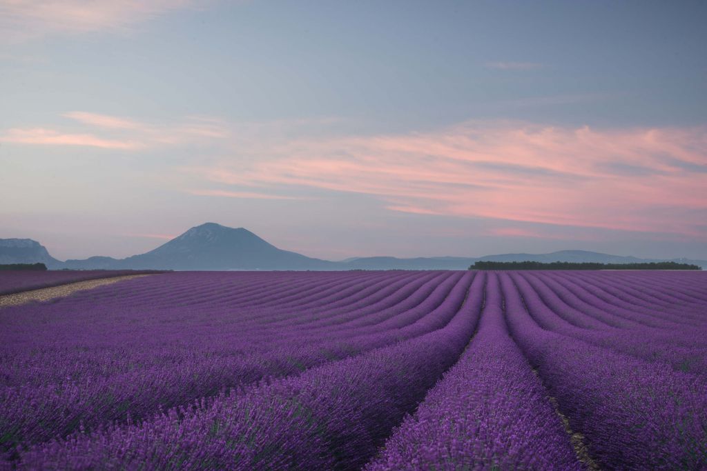 Campo de lavanda