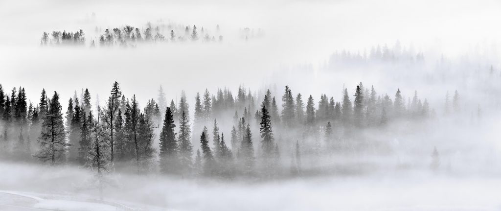 Bosque nebuloso