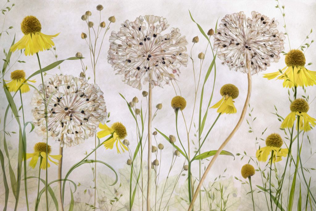 Alliums y heleniums