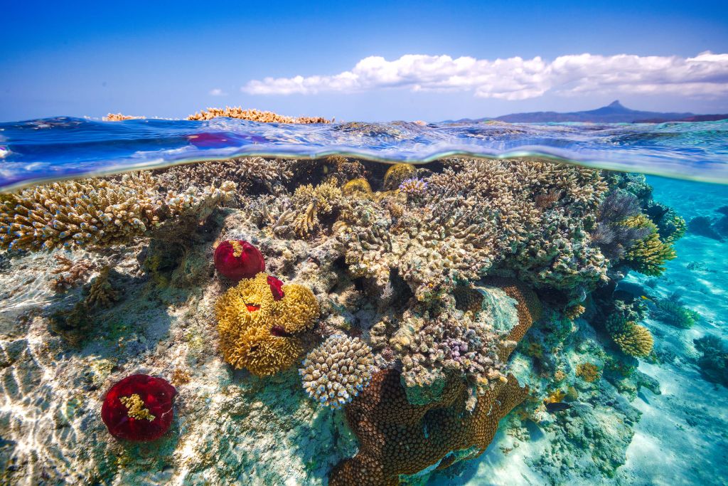 Mayotte : El Arrecife