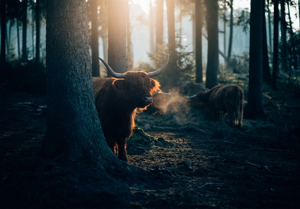 Vaca escocesa a la luz de la mañana