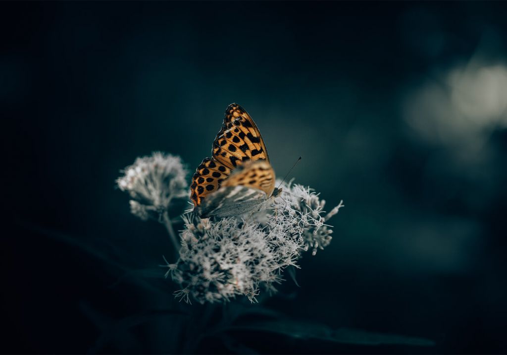 Patrón de la naturaleza