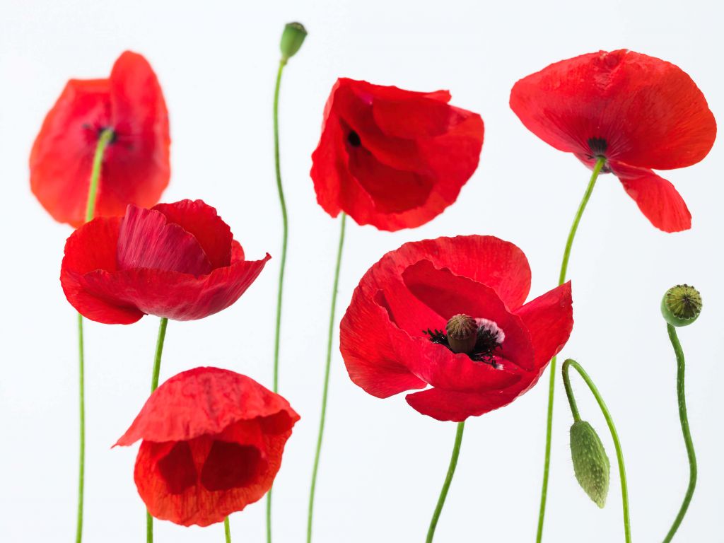 Amapolas sobre fondo blanco