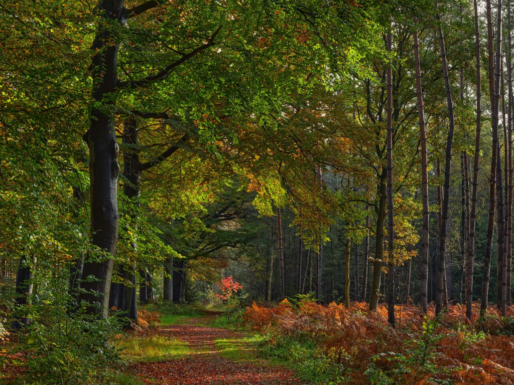Camino con hojas a través del bosque