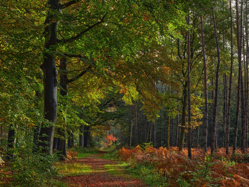 Camino con hojas a través del bosque