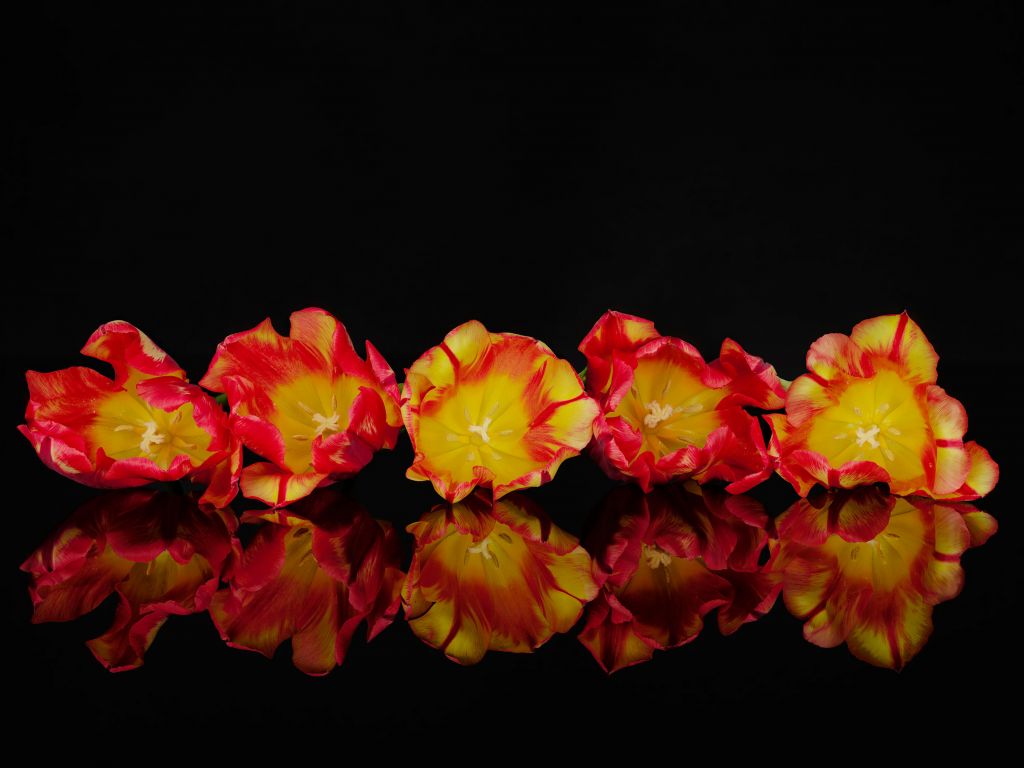 Coloridas flores naranjas