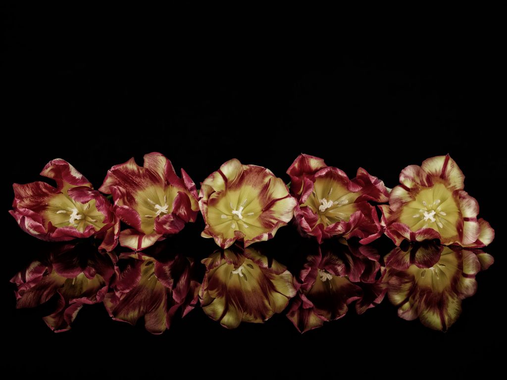 Flores atmosféricas