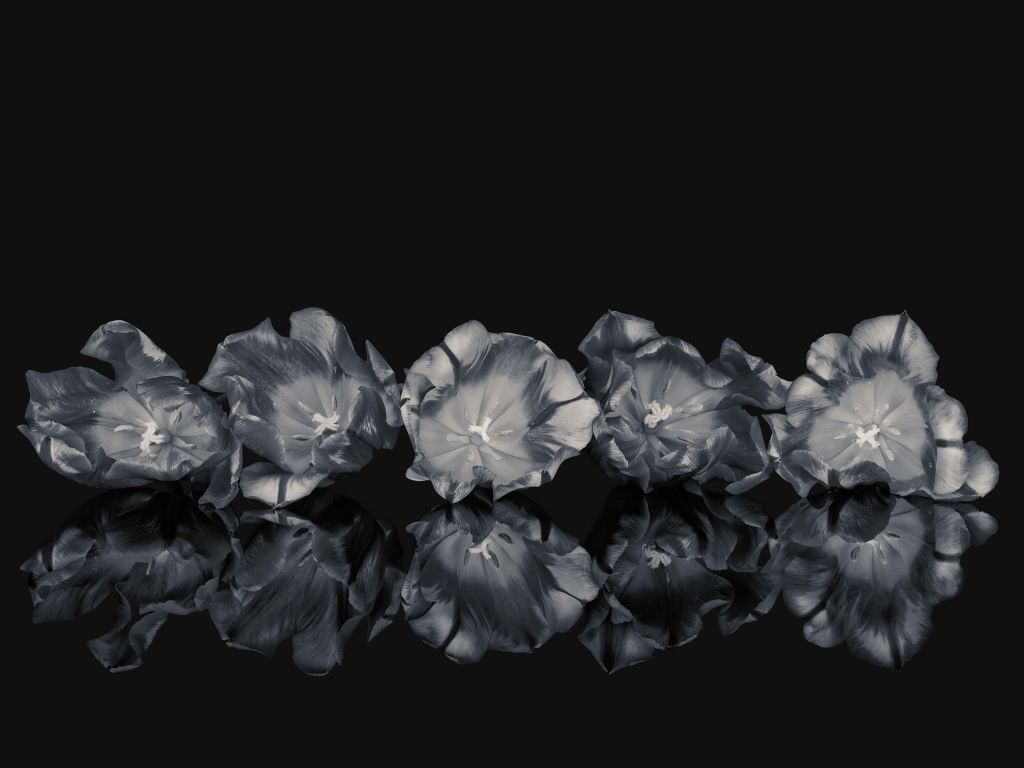 Flores en blanco y negro