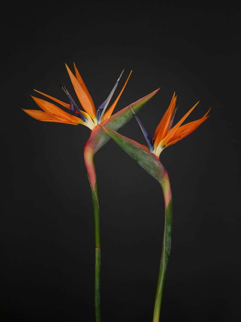 Flores de ave del paraíso de color naranja