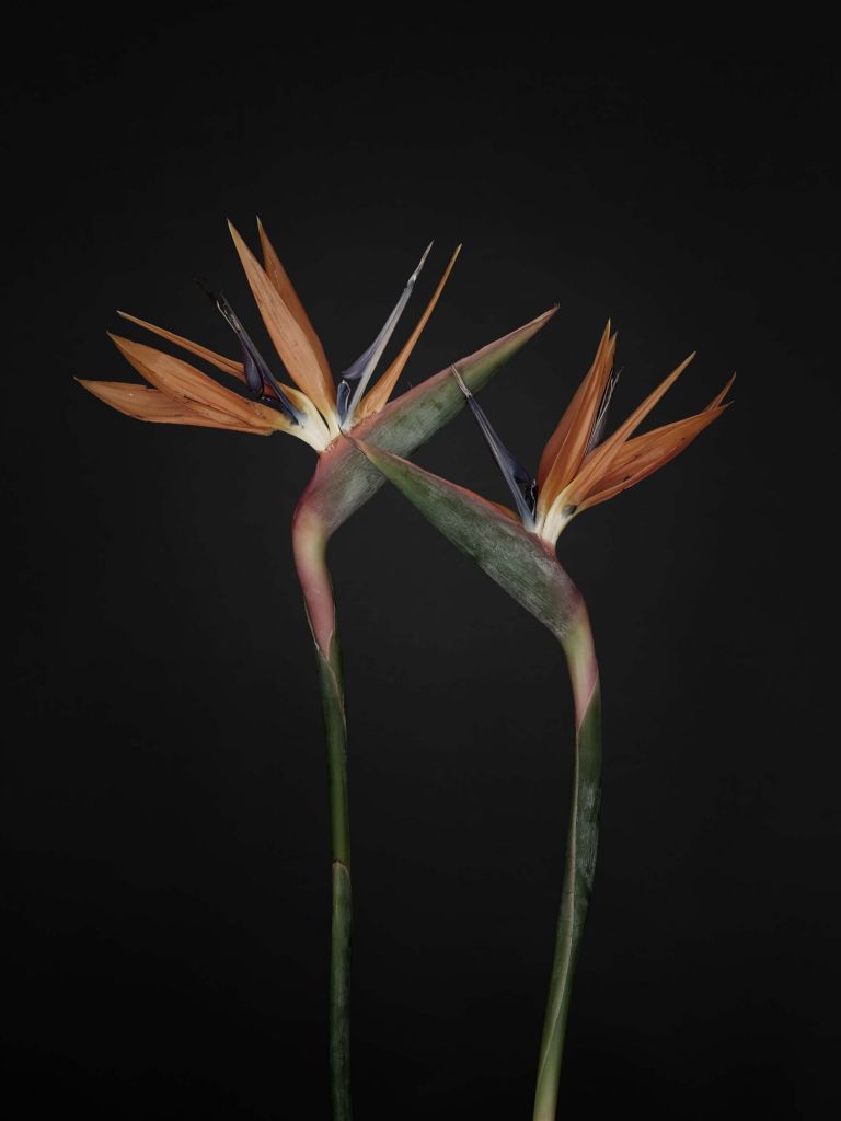 Flores de ave del paraíso vintage