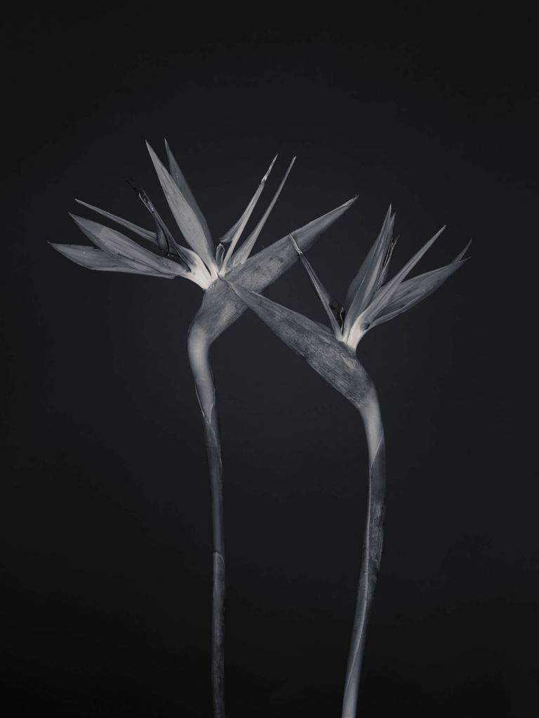 Flores de ave del paraíso en blanco y negro