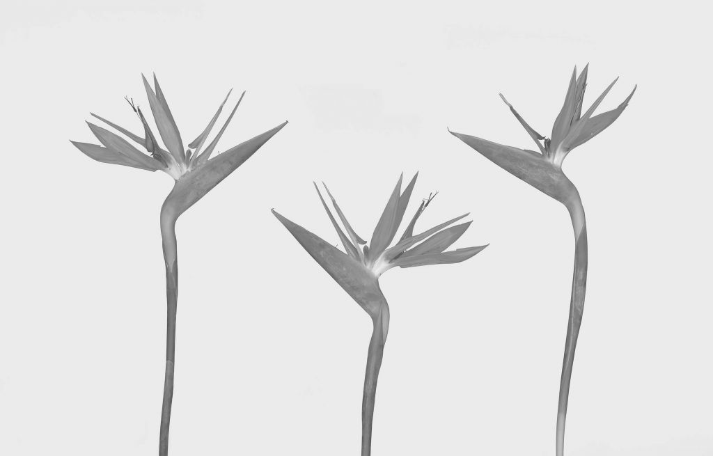 3 flores de aves del paraíso