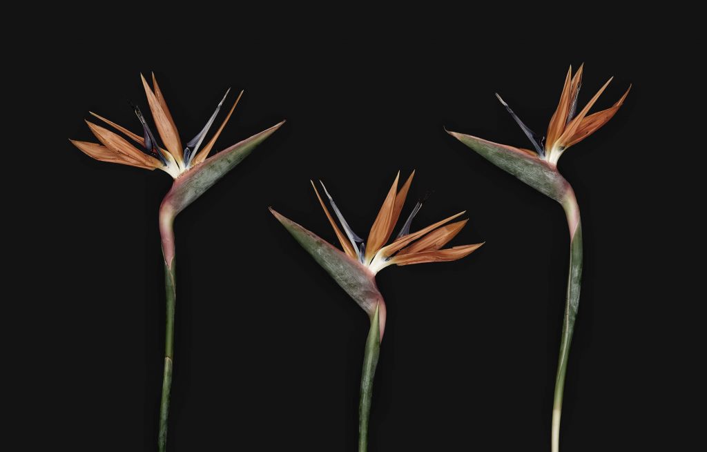 Exclusivas flores de ave del paraíso