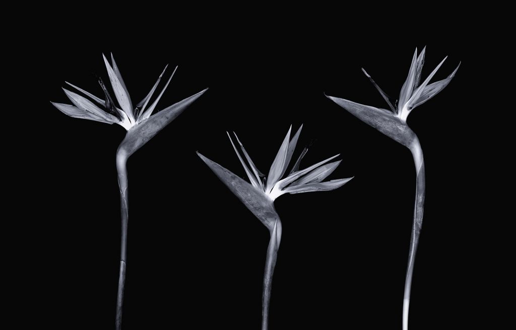 Flores exclusivas en blanco y negro