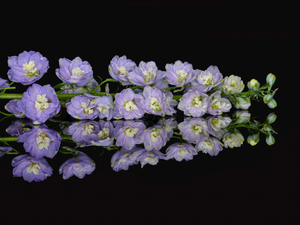 Flores de reflexión