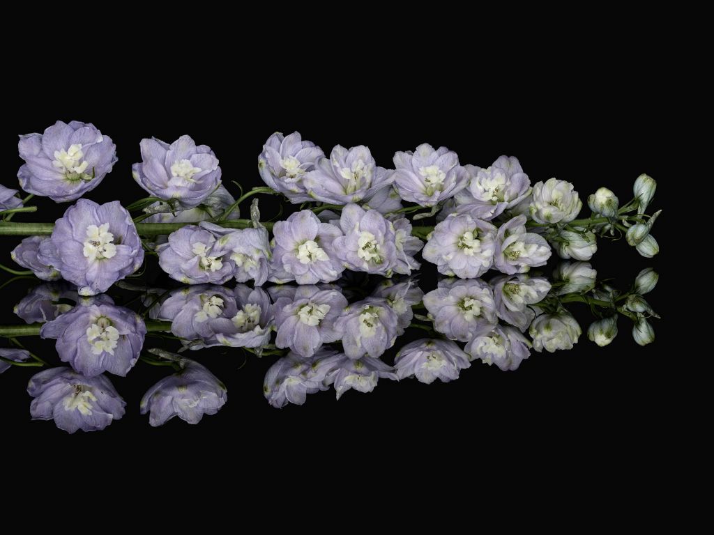 Reflejo de flores púrpura