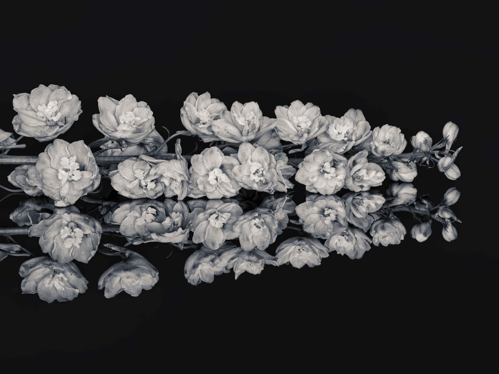Flores de reflexión en blanco y negro